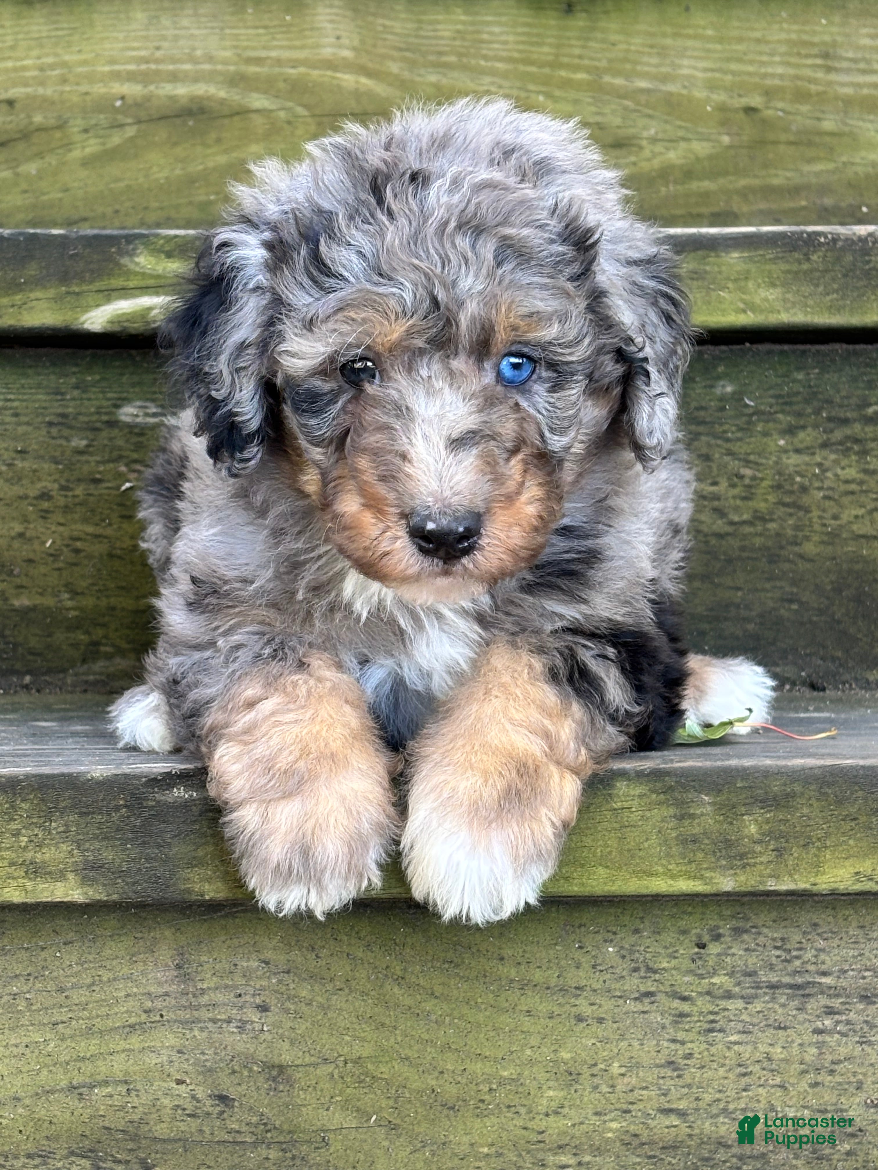Aussiedoodle dogs for sale: Maverick - Ad 1