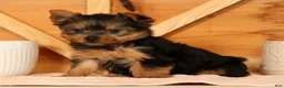 Yorkshire Terrier dogs for sale: Zoe - Ad 5
