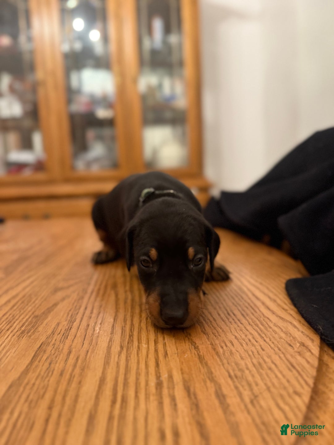 Doberman Pinscher dogs for sale: Hunt - Ad 1