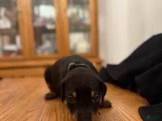 Doberman Pinscher dogs Hunt - Ad 33