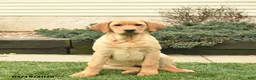 Labrador Retriever dogs for sale: Ria  - Ad 1