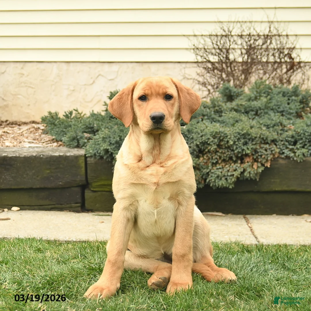 Labrador Retriever dogs for sale: Ria  - Ad 1