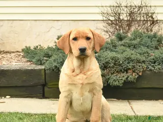 Labrador Retriever dogs for sale: Ria - Ad 2