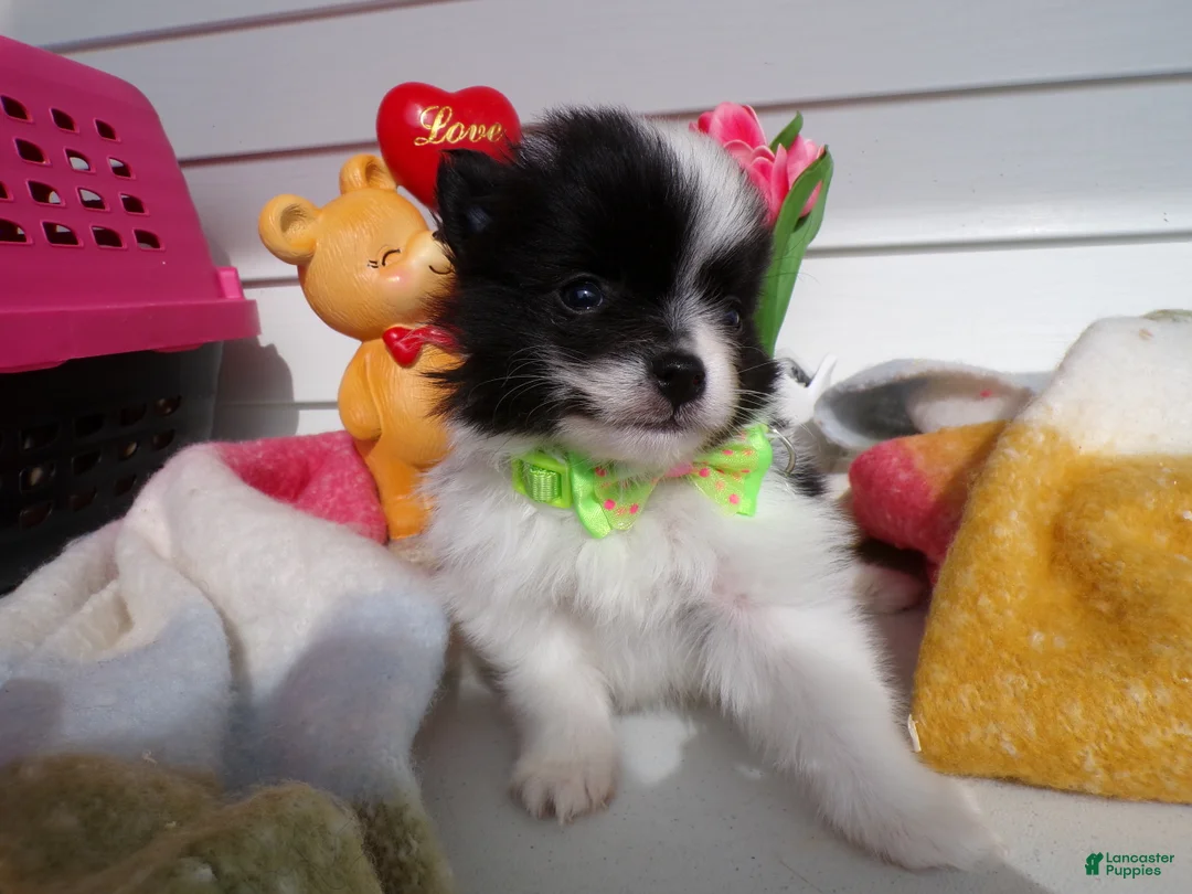 Pomeranian dogs for sale: Pomeranian Puppy 2 Tyrone - Ad 3
