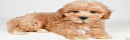 Maltipoo dogs for sale: Cash - Ad 6