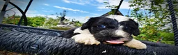 Havapoo dogs for sale: Savvy - Ad 4