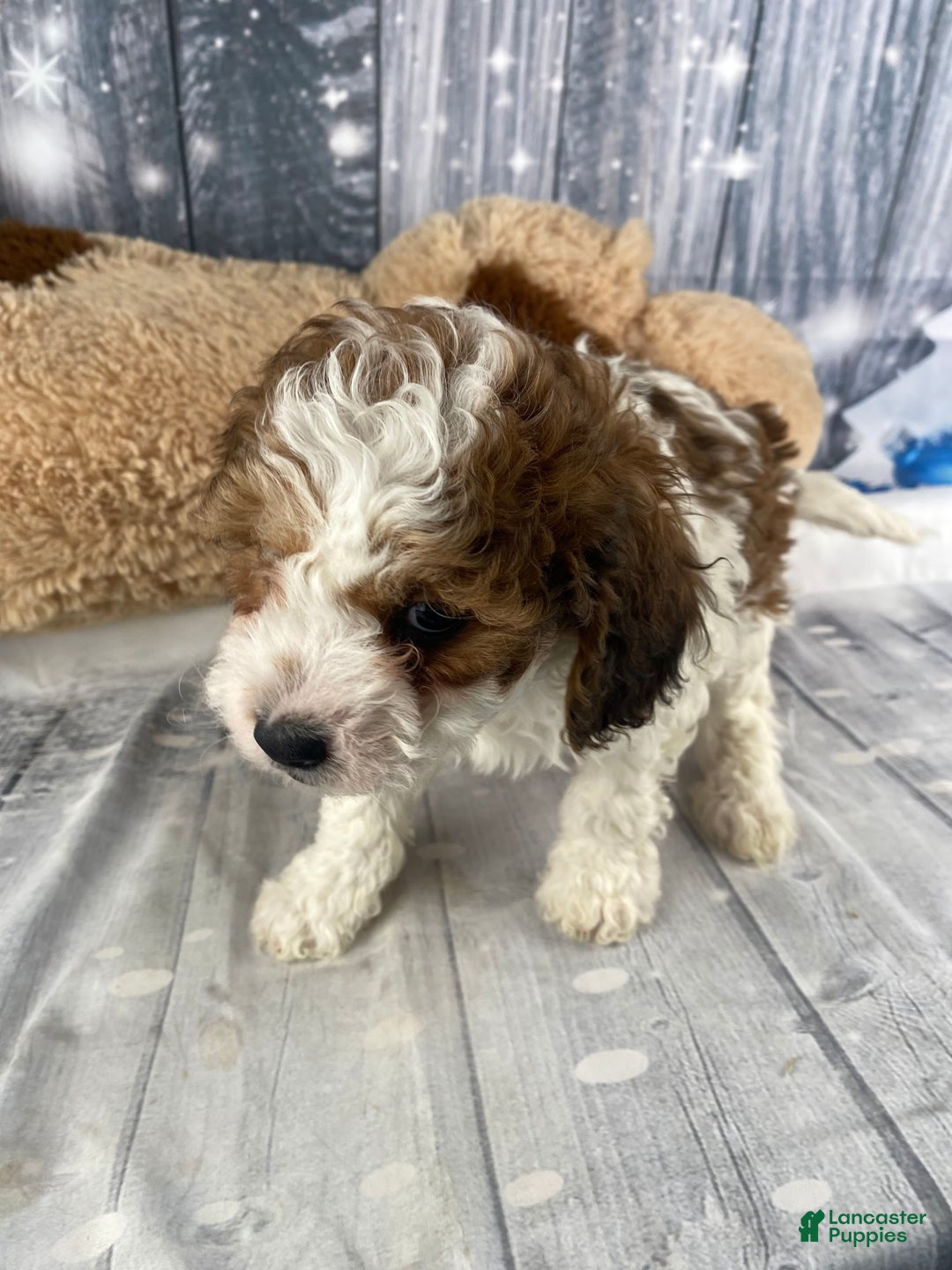 Cavapoo dogs for sale: Colt - Ad 3