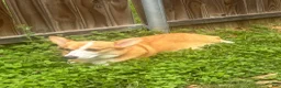 Welsh Corgi Pembroke dogs for sale: Welsh Corgi Pembroke Puppy 4 - Ad 7
