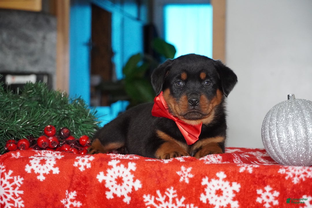 Rottweiler dogs for sale: Rambo - Ad 3