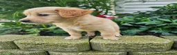 Golden Retriever dogs for sale: Bree - Ad 5