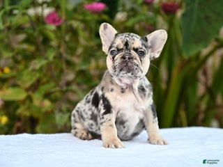 French Bulldog dogs - Ad 12