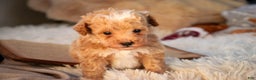 Miniature Poodle dogs for sale: Ramsey - Ad 6