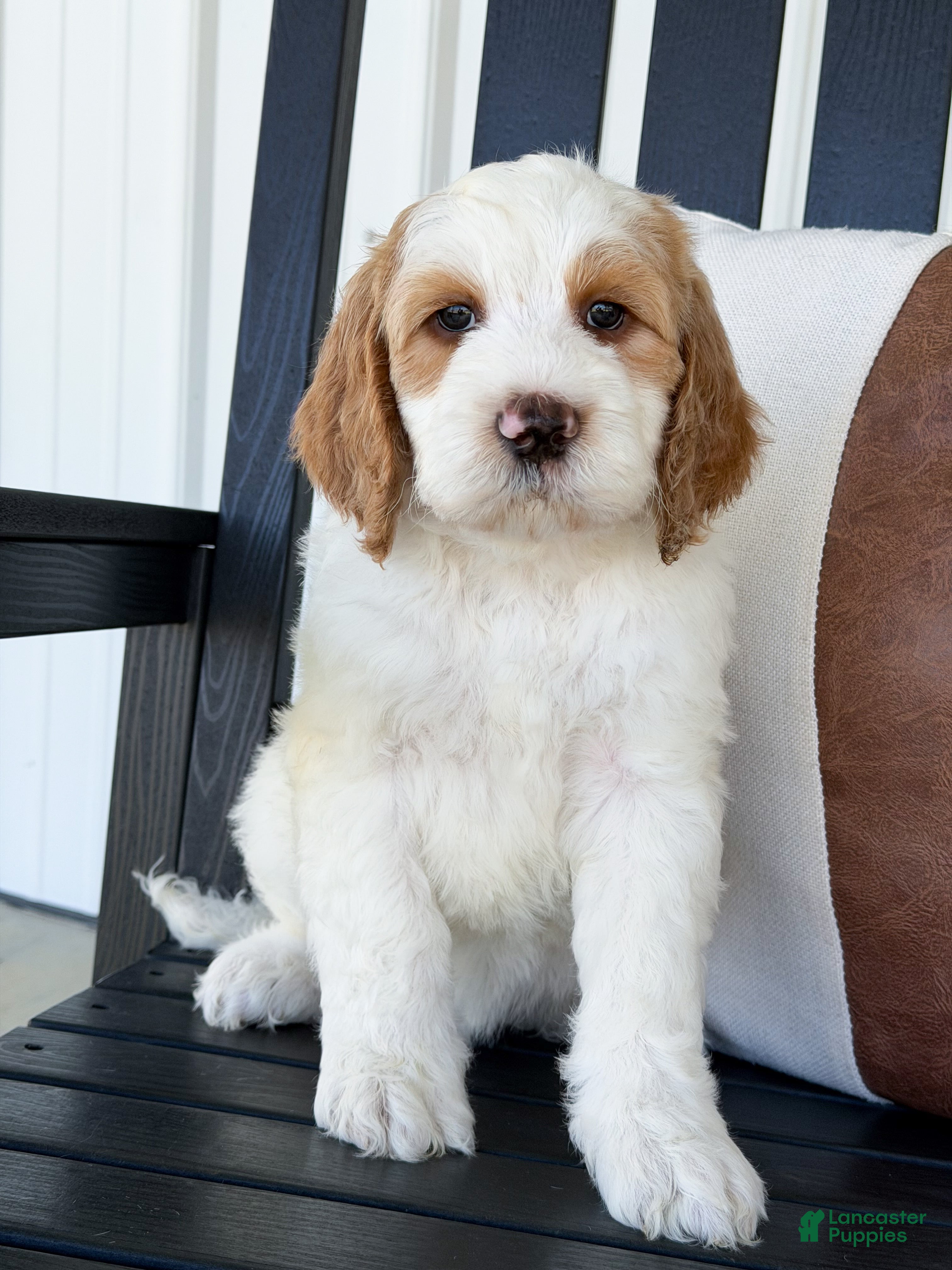 Goldendoodle dogs Knox - Ad 2