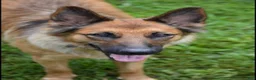 Mixed Breed dogs for sale: Spangle  - Ad 14