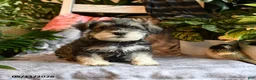 Miniature Schnauzer dogs for sale: Marley - Ad 1