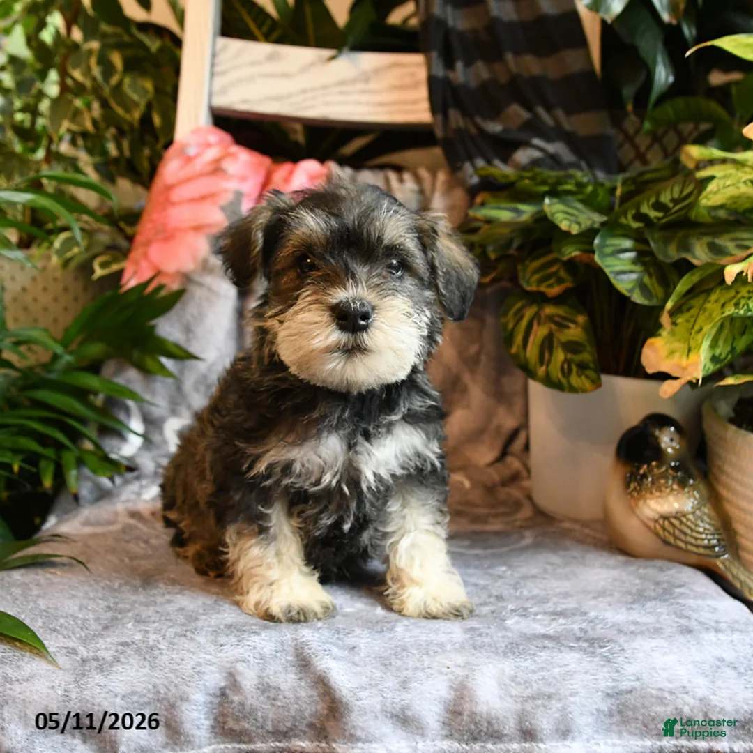 Miniature Schnauzer dogs for sale: Marley - Ad 1