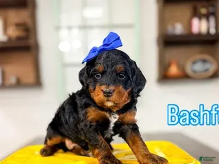 Bernedoodle dogs Bashful - Ad 18