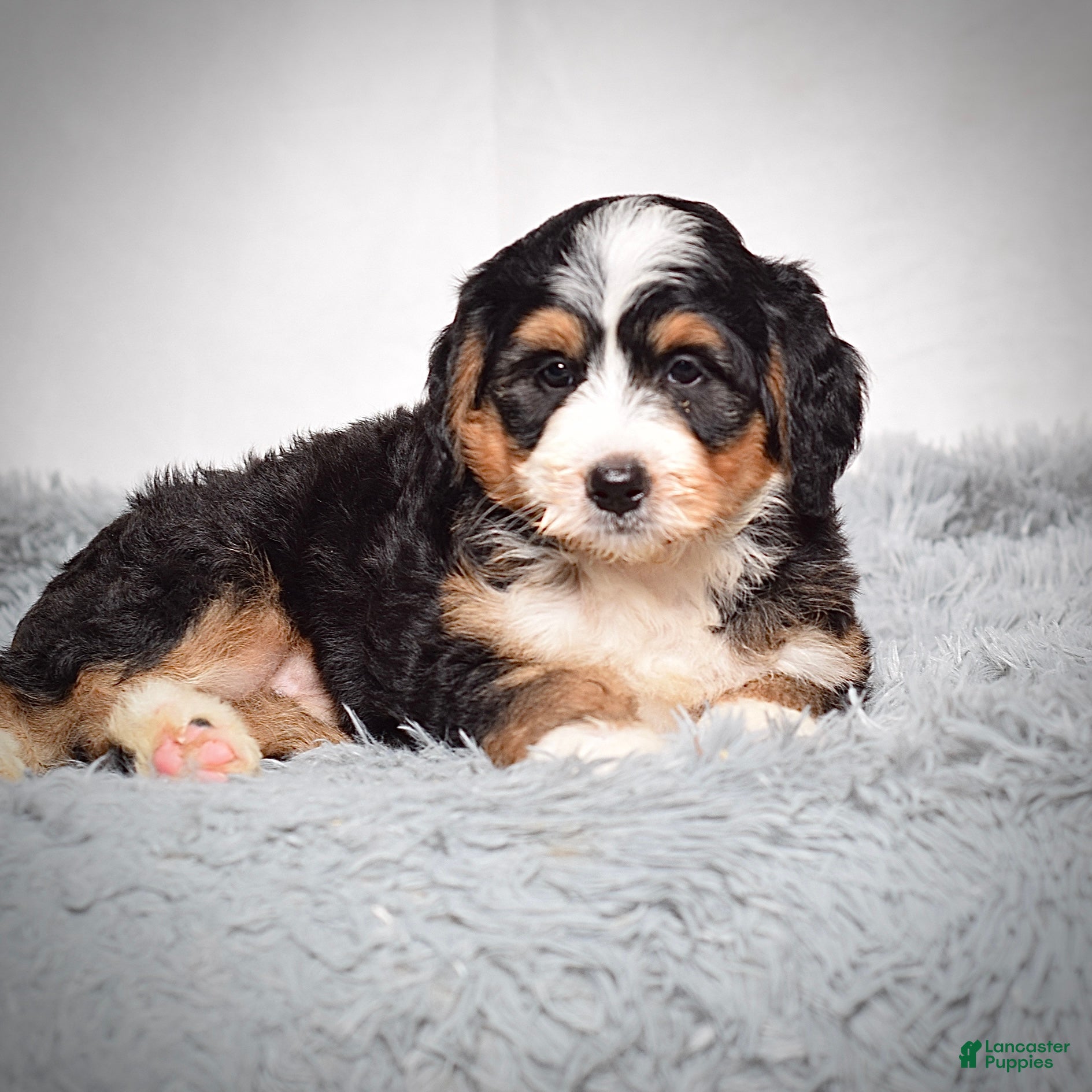 Mini Bernedoodle dogs Bailey - Ad 2