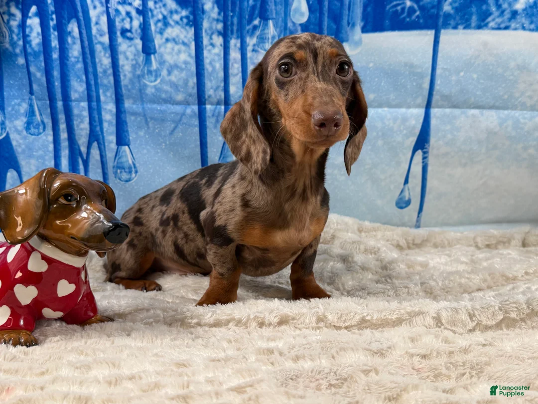 Miniature Dachshund dogs for sale: Rianna dappleShow boy - Ad 9