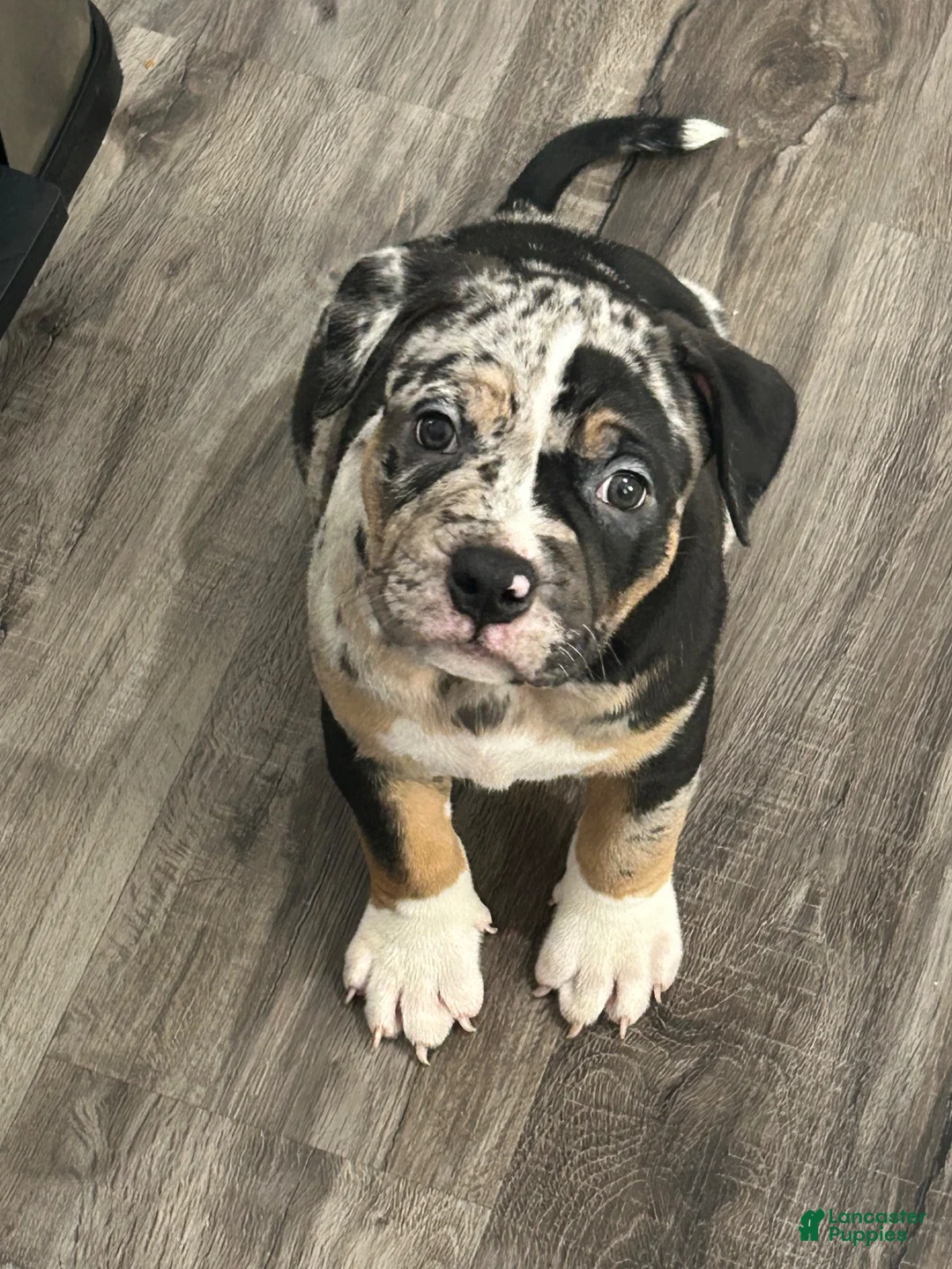 American Bully dogs for sale: Future - Ad 1