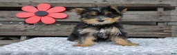 Yorkshire Terrier dogs for sale: Maggie - Ad 1