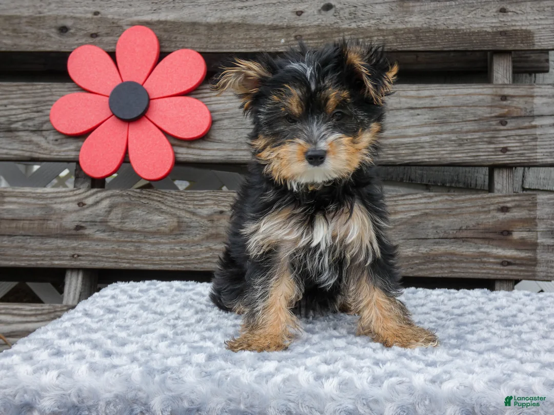 Yorkshire Terrier dogs for sale: Maggie - Ad 1