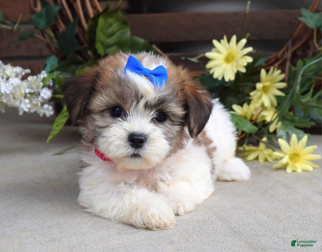 Teddy Bear dogs Iris - Ad 2
