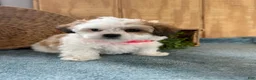 Teddy Bear dogs for sale: Sweetie - Ad 8