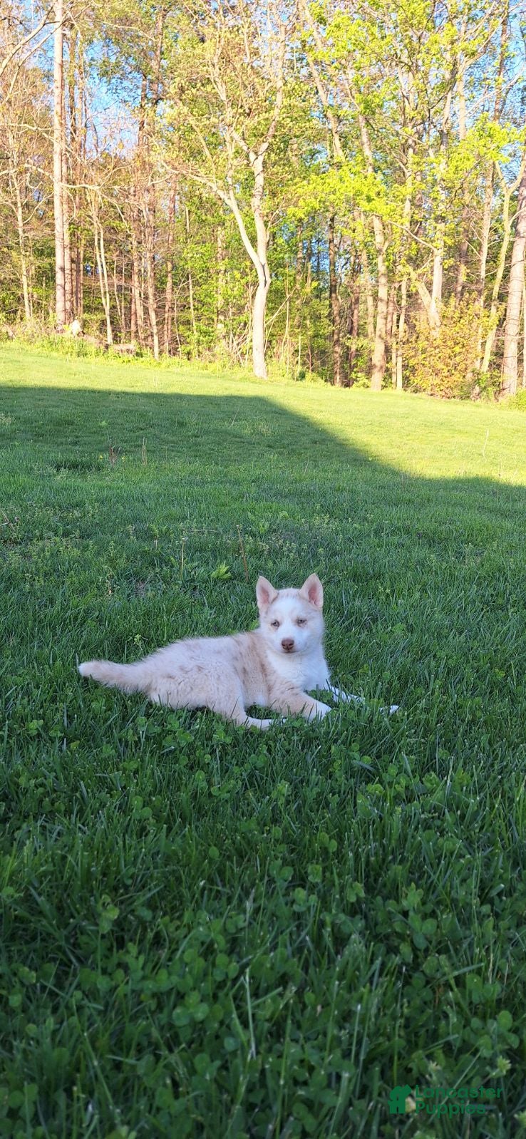 Gerberian Shepsky dogs for sale: Timber - Ad 4