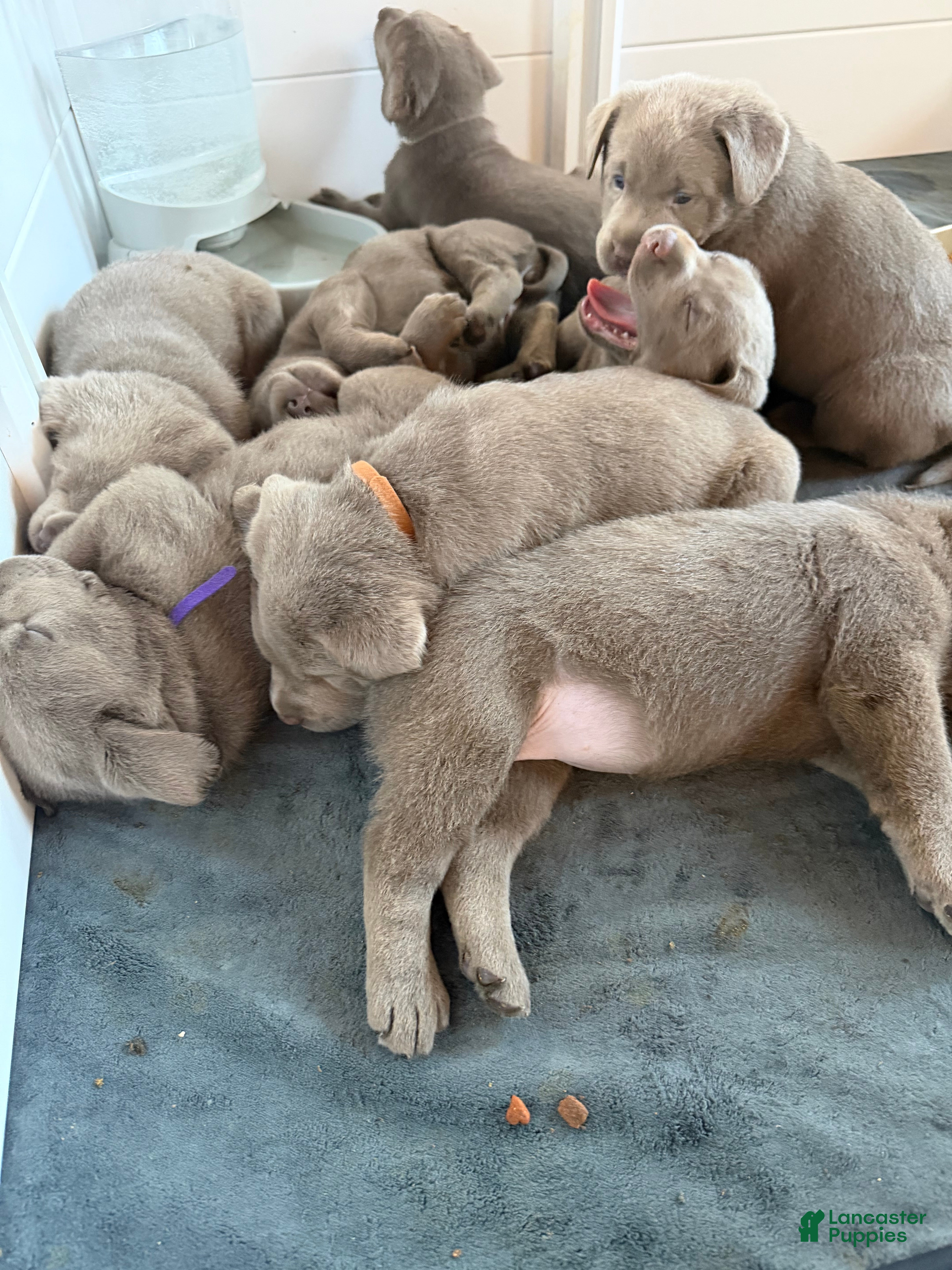 Labrador Retriever dogs Labrador Retriever Puppy 2 - Ad 1