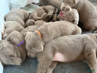 Labrador Retriever dogs Labrador Retriever Puppy 2 - Ad 1