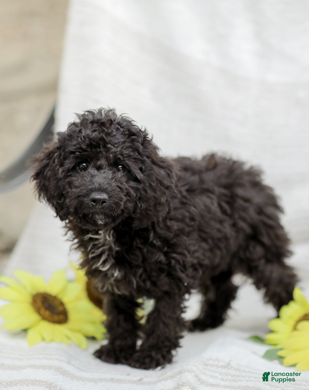 Cavapoo dogs Kenny - Ad 1