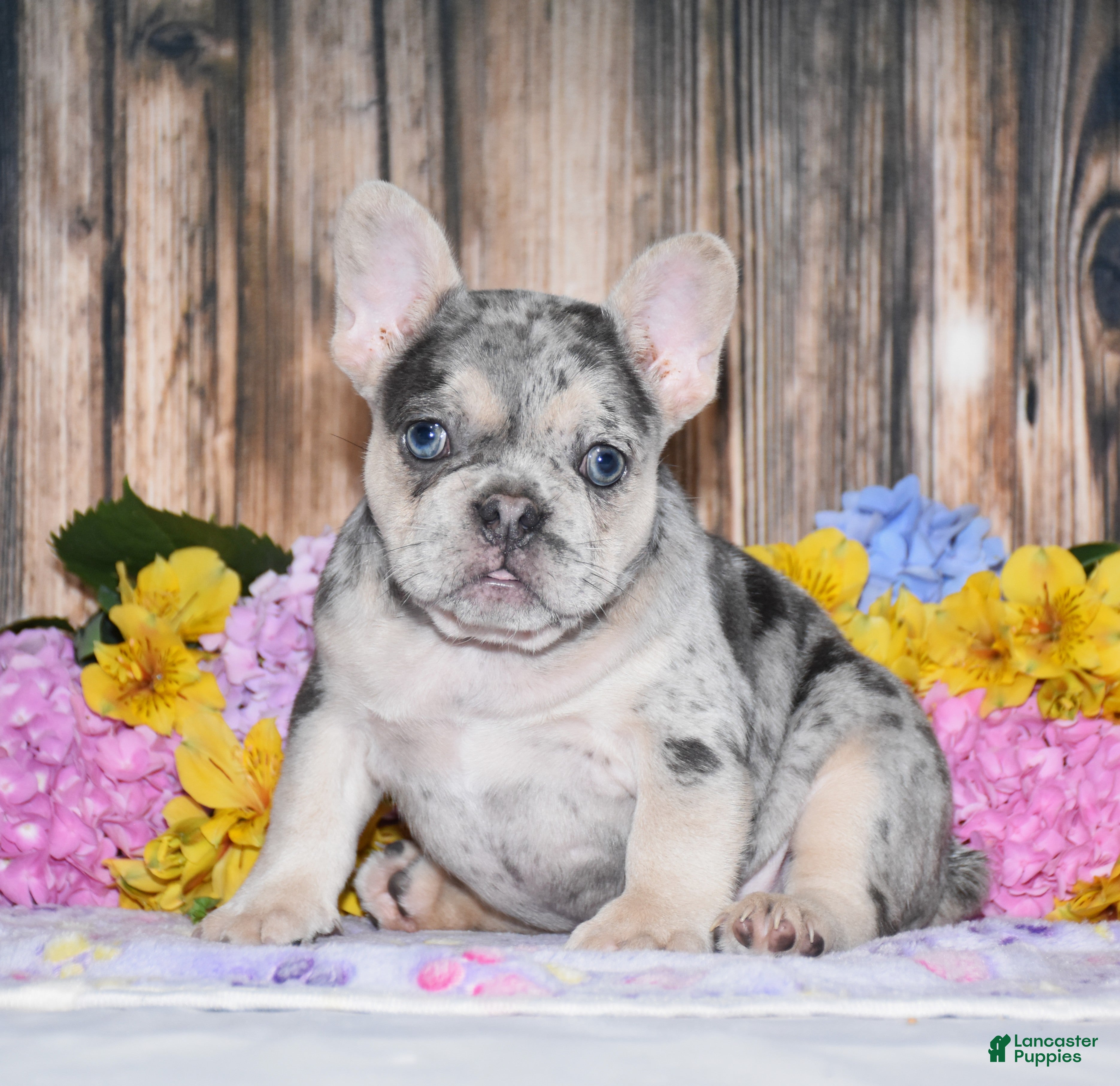 French Bulldog dogs Tenson - Ad 1