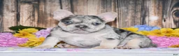 French Bulldog dogs for sale: Tenson - Ad 1