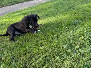 American Pit Bull Terrier dogs Rocky - Ad 2