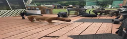 Cane Corso dogs for sale: Cane Corso 2 - Ad 2