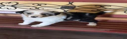 Border Collie dogs for sale: Specks - Ad 4