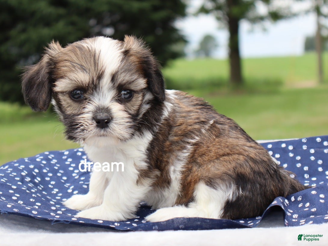Mixed Breed dogs Nico - Ad 2