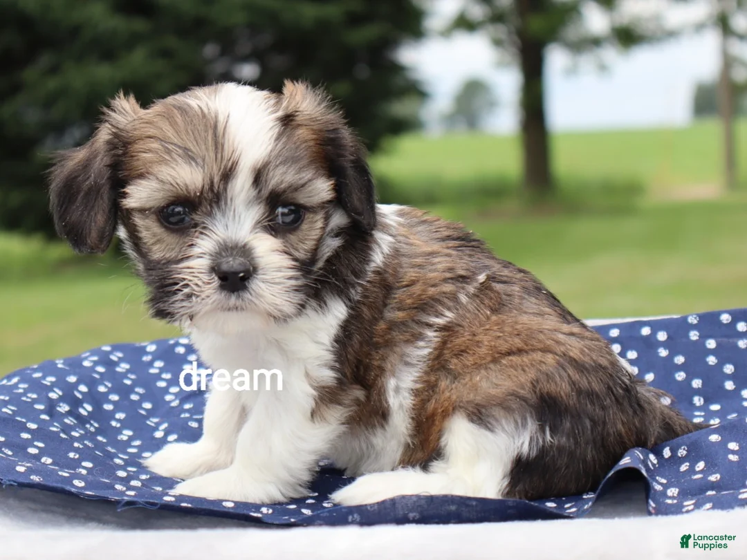 Mixed Breed dogs for sale: Nico - Ad 2