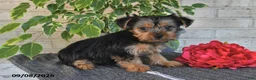 Yorkshire Terrier dogs for sale: Nacho - Ad 4