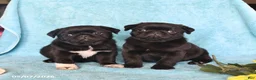 Pug dogs for sale: Blackie - Ad 2