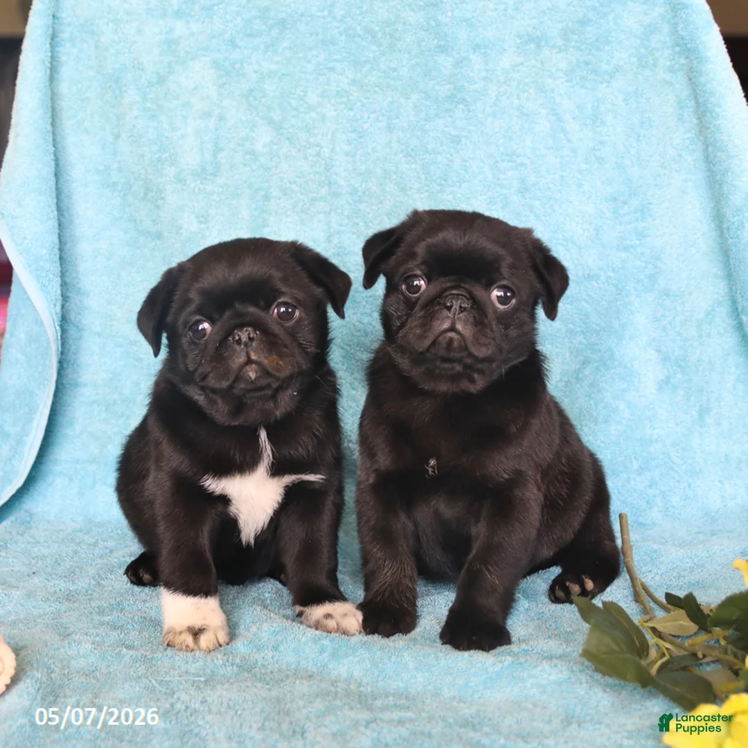 Pug dogs for sale: Blackie - Ad 2