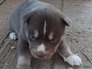 Siberian Husky dogs Siberian Husky Puppy 3 - Ad 9