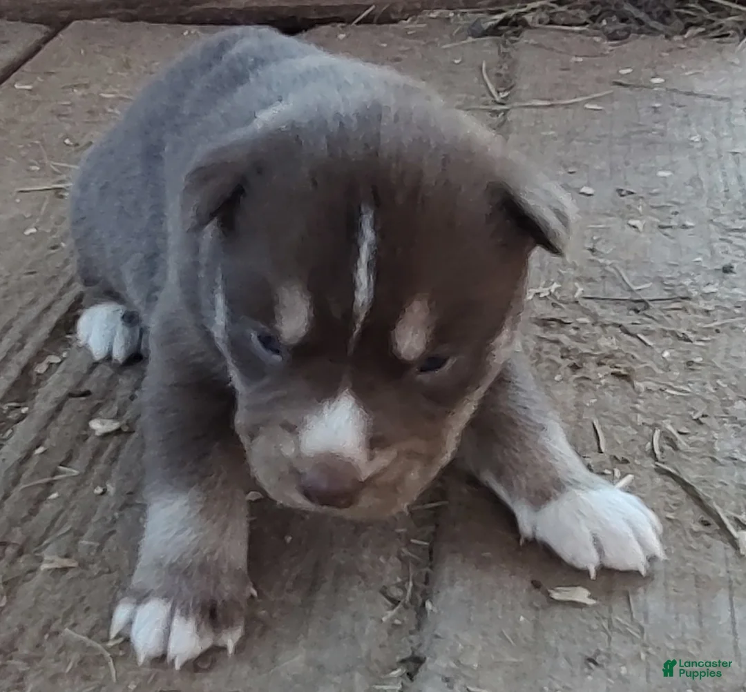 Siberian Husky dogs for sale: Siberian Husky Puppy 3 - Ad 11