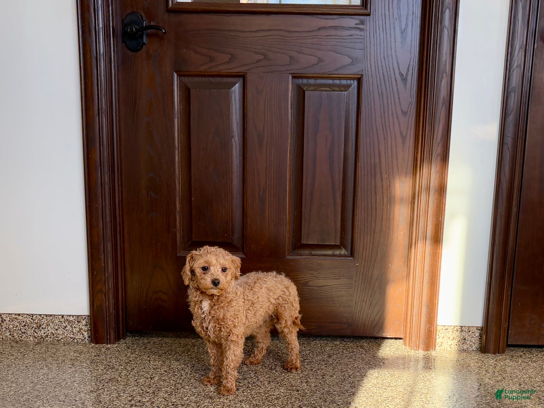 Maltipoo dogs for sale: Sherry - Ad 11