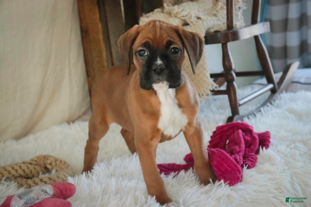 Boxer dogs for sale: Callie - Ad 4