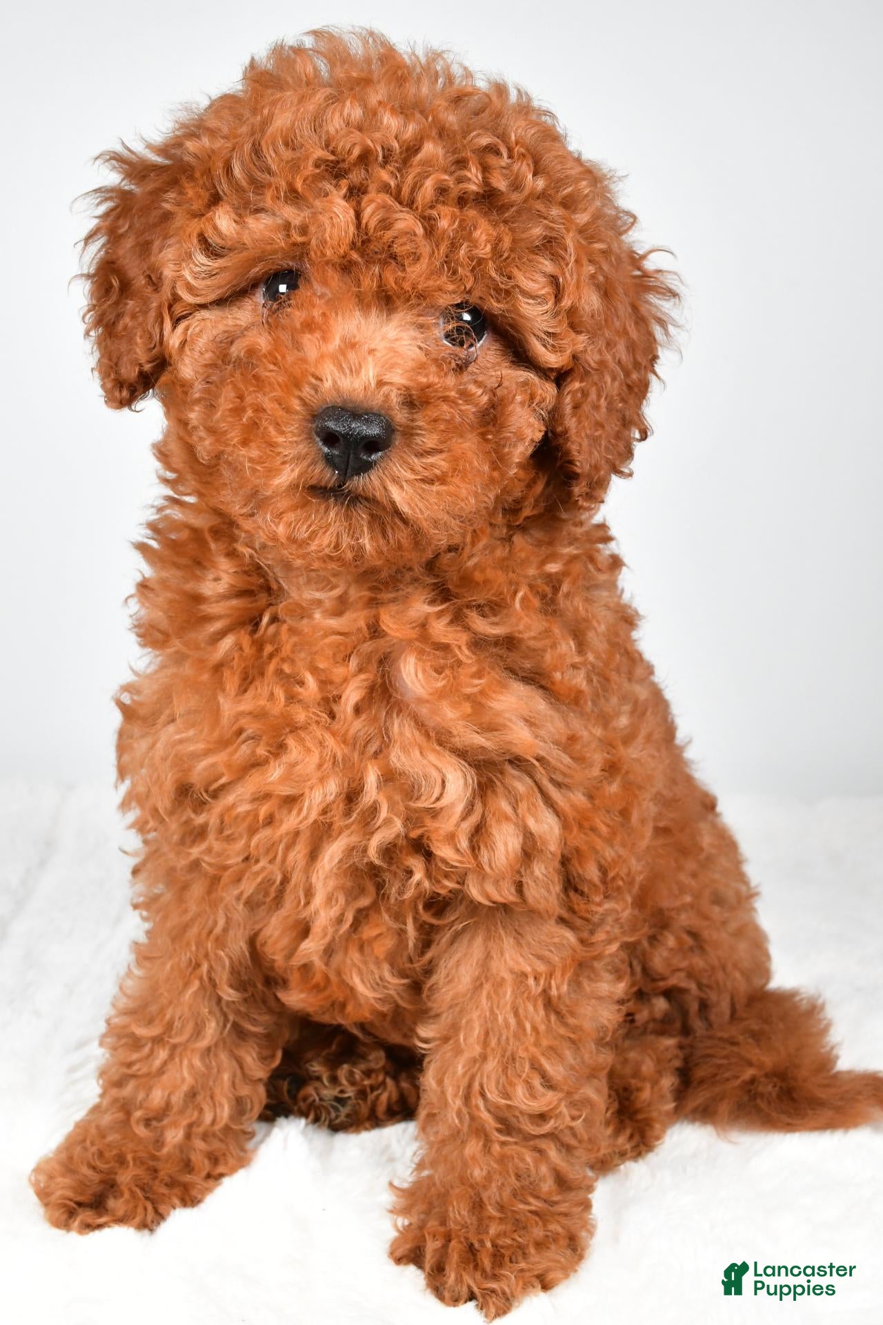Miniature Poodle dogs Mia - Ad 1
