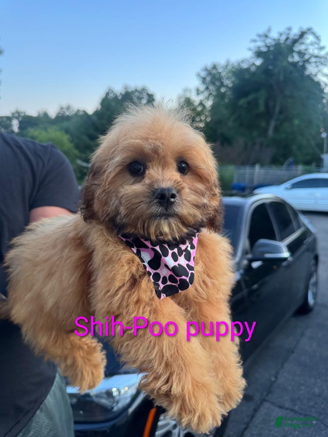 Shihpoo dogs Shihpoo 3 - Ad 9