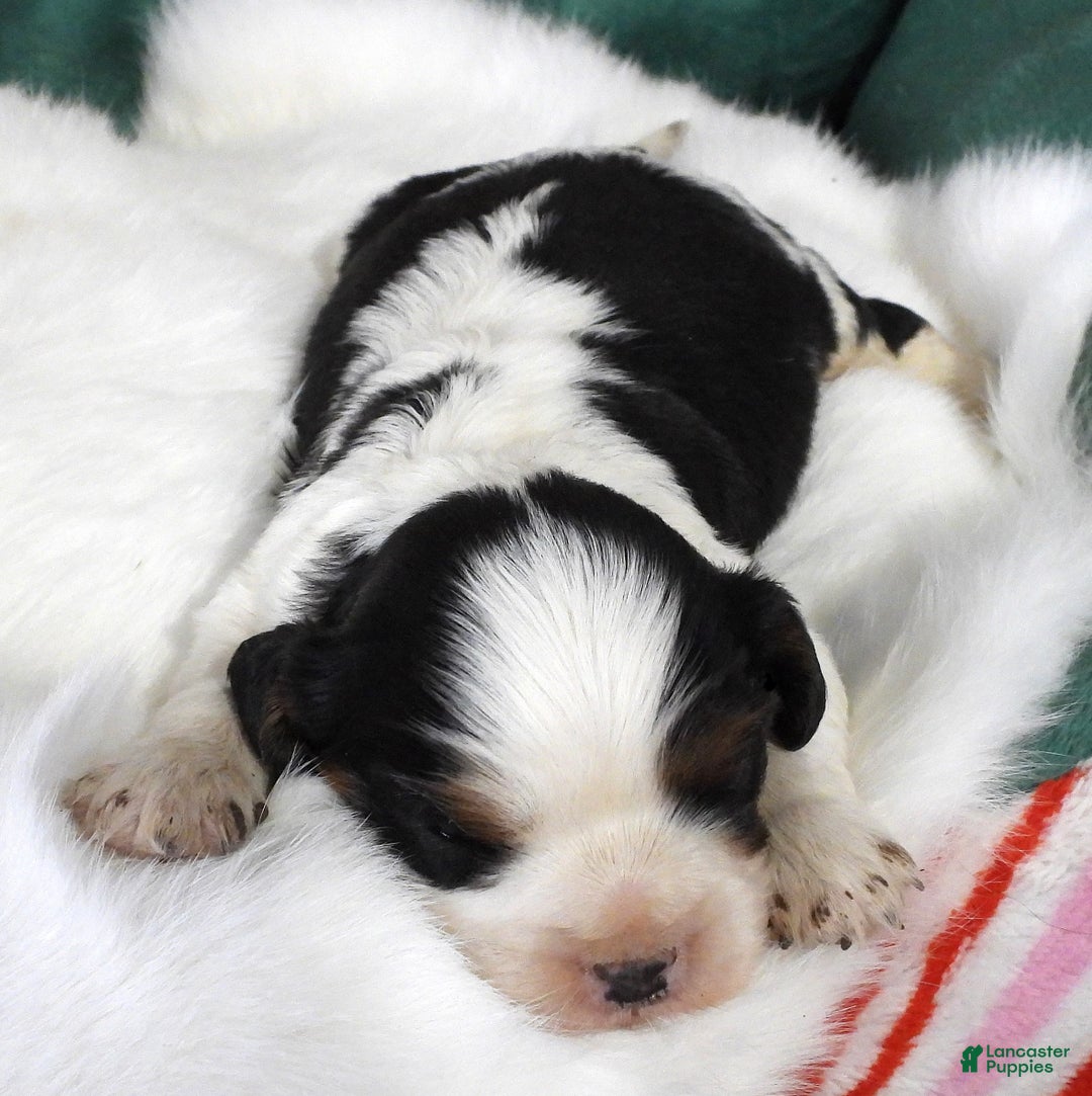 Cavalier King Charles Spaniel dogs for sale: #2 Male (Tiny's) - Ad 2