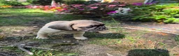 Frug dogs for sale: Frug 1 - Ad 6